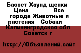 Бассет Хаунд щенки › Цена ­ 20 000 - Все города Животные и растения » Собаки   . Калининградская обл.,Советск г.